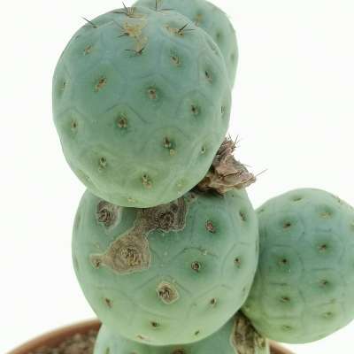 Tephrocactus geometricus (Old plant) - Giromagi
