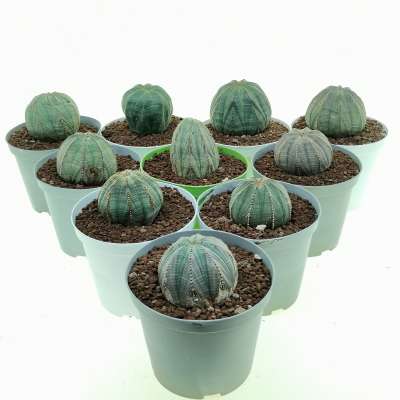 Euphorbia obesa (Rare form) 10 pcs. - Giromagi