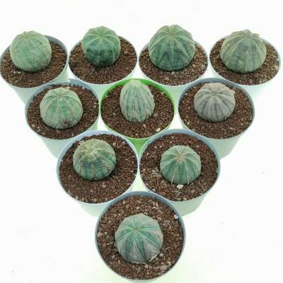 Euphorbia obesa (Rare form) 10 pcs. - Giromagi