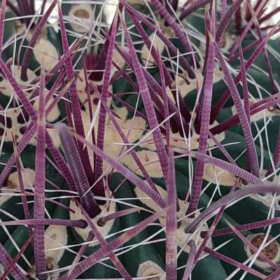 Ferocactus wislizeni subs. herrerae (Old plant) - Giromagi