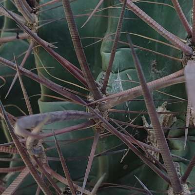 Ferocactus wislizeni subs. herrerae (Old plant) - Giromagi