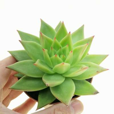 Echeveria agavoides