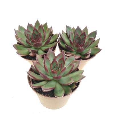 Echeveria agavoides 'Victor reiter' - Giromagi