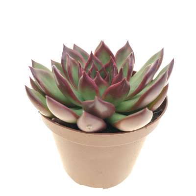 Echeveria agavoides 'Victor reiter' - Giromagi