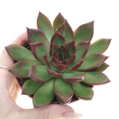 Echeveria agavoides 'Victor reiter'