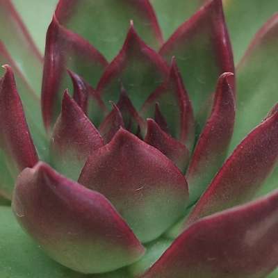 Echeveria agavoides 'Victor reiter' - Giromagi