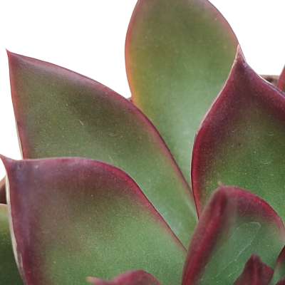 Echeveria agavoides 'Victor reiter' - Giromagi