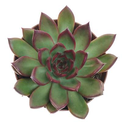 Echeveria agavoides 'Victor reiter' - Giromagi