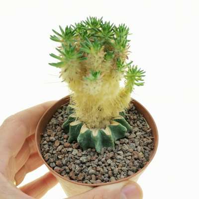 Austrocylindropuntia lagopus