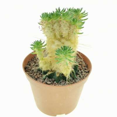 Austrocylindropuntia lagopus - Giromagi