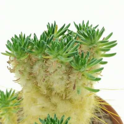 Austrocylindropuntia lagopus - Giromagi