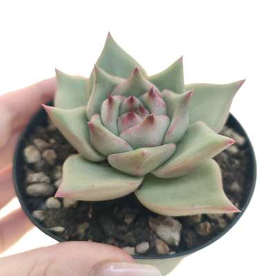 Echeveria agavoides 'Red Sirius'