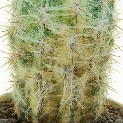 Oreocereus celsianus f. variegata - Giromagi