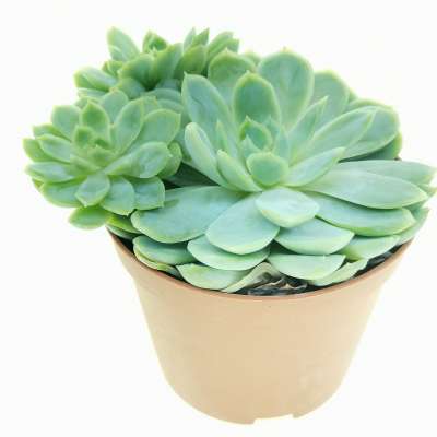Echeveria elegans - Giromagi