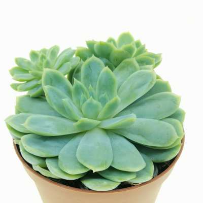Echeveria elegans - Giromagi