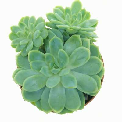 Echeveria elegans - Giromagi