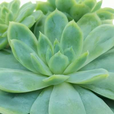 Echeveria elegans - Giromagi