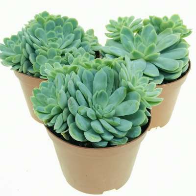 Echeveria elegans - Giromagi