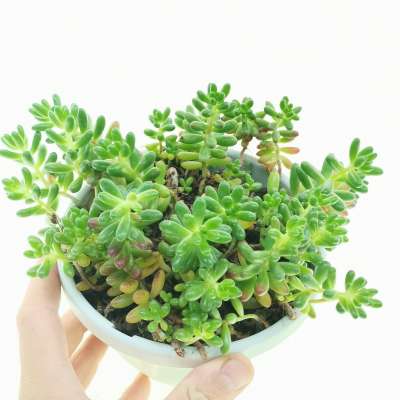 Sedum rubrotinctum