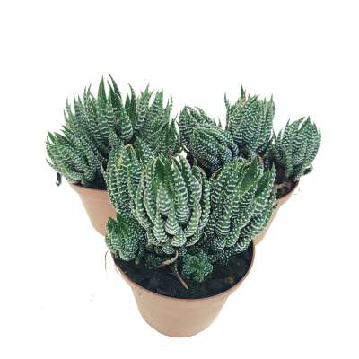 Haworthia reinwardtii - Giromagi