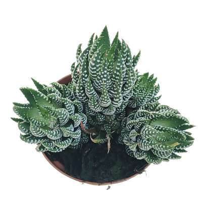Haworthia reinwardtii - Giromagi