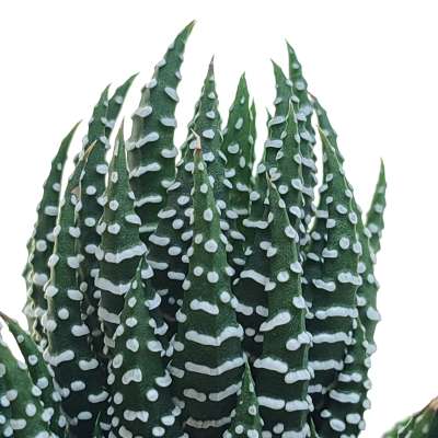 Haworthia reinwardtii - Giromagi