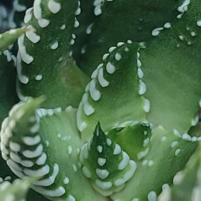 Haworthia reinwardtii - Giromagi