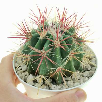 Ferocactus stainesii var. pilosus