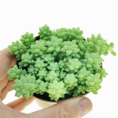 Sedum burrito
