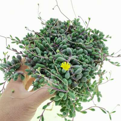 Senecio herreianus 'Purple Flush'