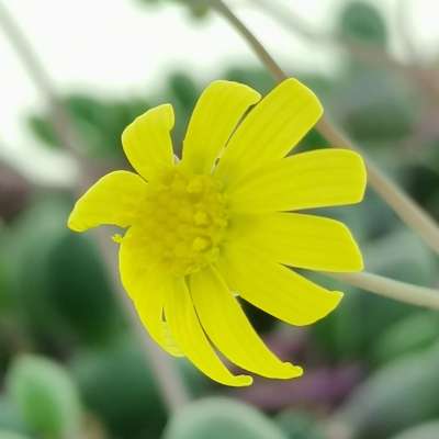 Senecio herreianus 'Purple Flush' - Giromagi