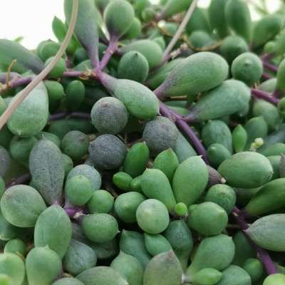 Senecio herreianus 'Purple Flush' - Giromagi