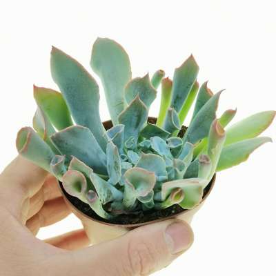 Echeveria 'Trumpet pinky'