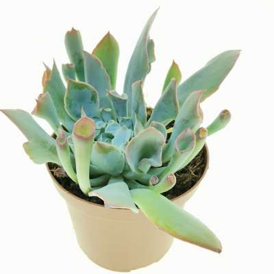 Echeveria 'Trumpet pinky' - Giromagi