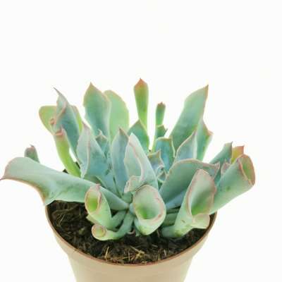 Echeveria 'Trumpet pinky' - Giromagi