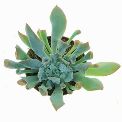 Echeveria 'Trumpet pinky' - Giromagi