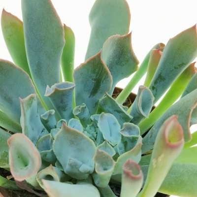 Echeveria 'Trumpet pinky' - Giromagi
