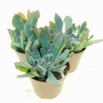 Echeveria 'Trumpet pinky' - Giromagi