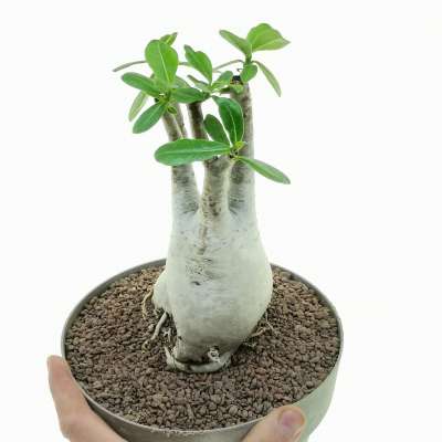 Adenium obesum