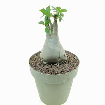 Adenium obesum - Giromagi