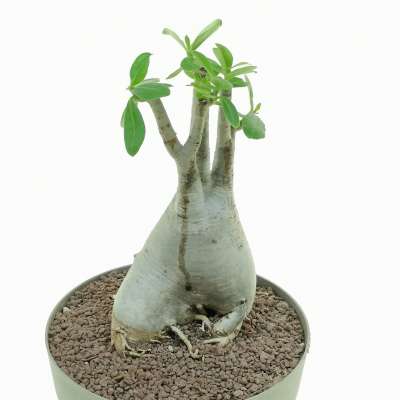 Adenium obesum - Giromagi