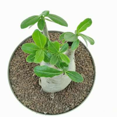 Adenium obesum - Giromagi