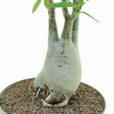 Adenium obesum - Giromagi