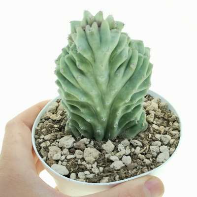 Lophocereus schottii f. crestata