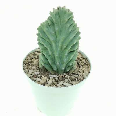 Lophocereus schottii f. crestata - Giromagi
