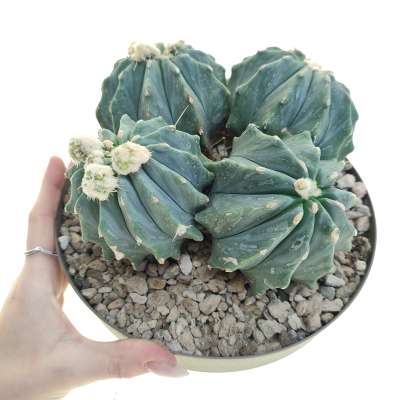 Ferocactus glaucescens f. inermis