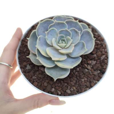 Echeveria lilacina f. variegata