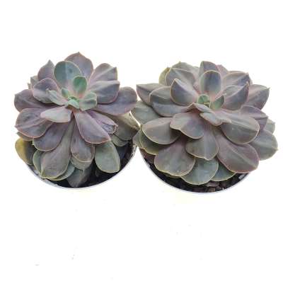 Echeveria 'Serena' - Giromagi