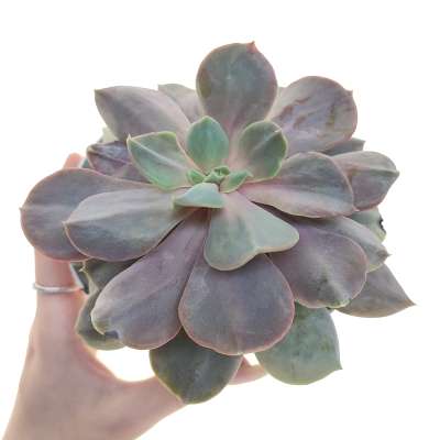 Echeveria 'Serena'