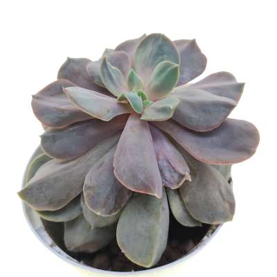 Echeveria 'Serena' - Giromagi